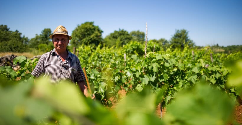 Winegrower in vineyard in Istria